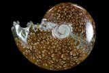 Polished, Agatized Ammonite (Cleoniceras) - Madagascar #97280-1